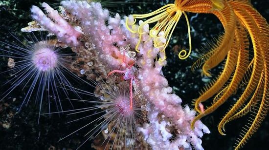 这些深海细菌能绕过人体免疫系统